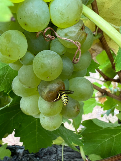 green grapes on a vine with a close up of a wasp drinking from one of the grapes on the cluster
