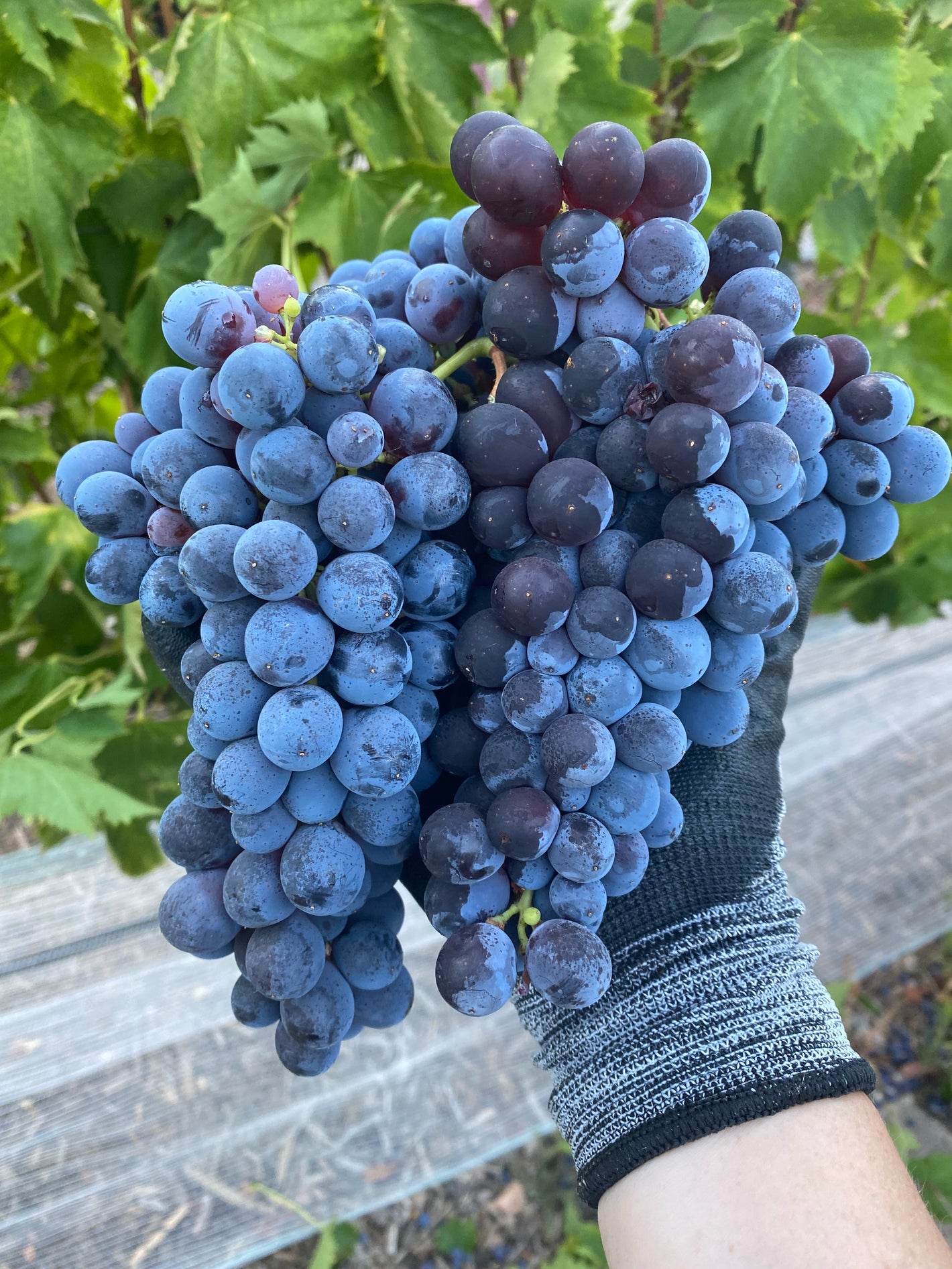 very large cluster of wine grapes near the vines
