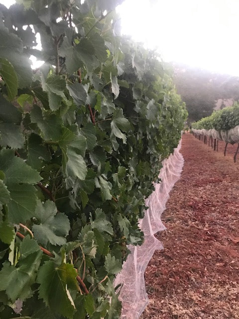 view of grape vines in a vineyard