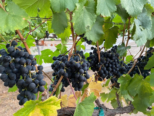 grape vines with large clusters of grapes hanging with lush green leaves